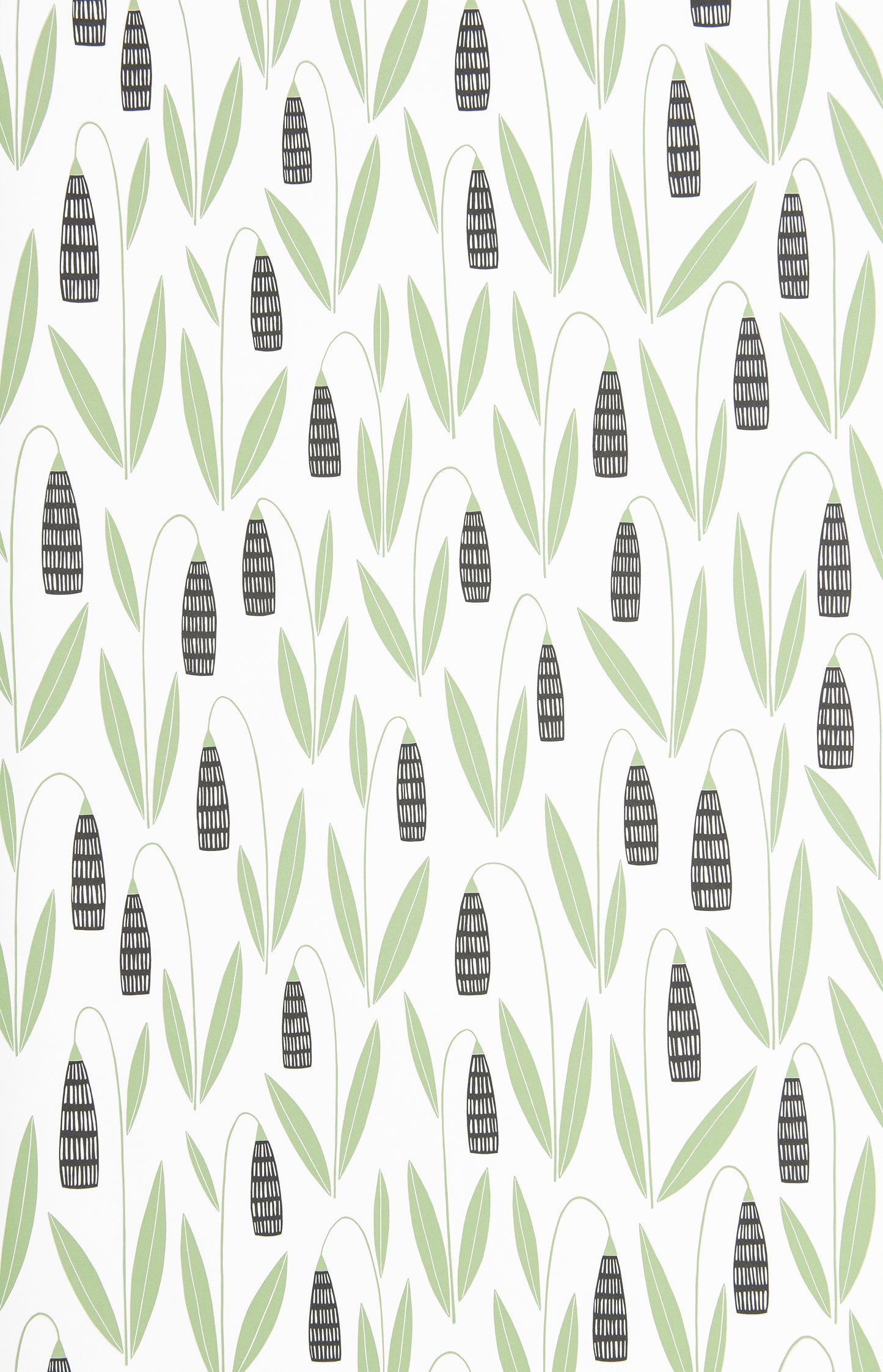 Snowdrops