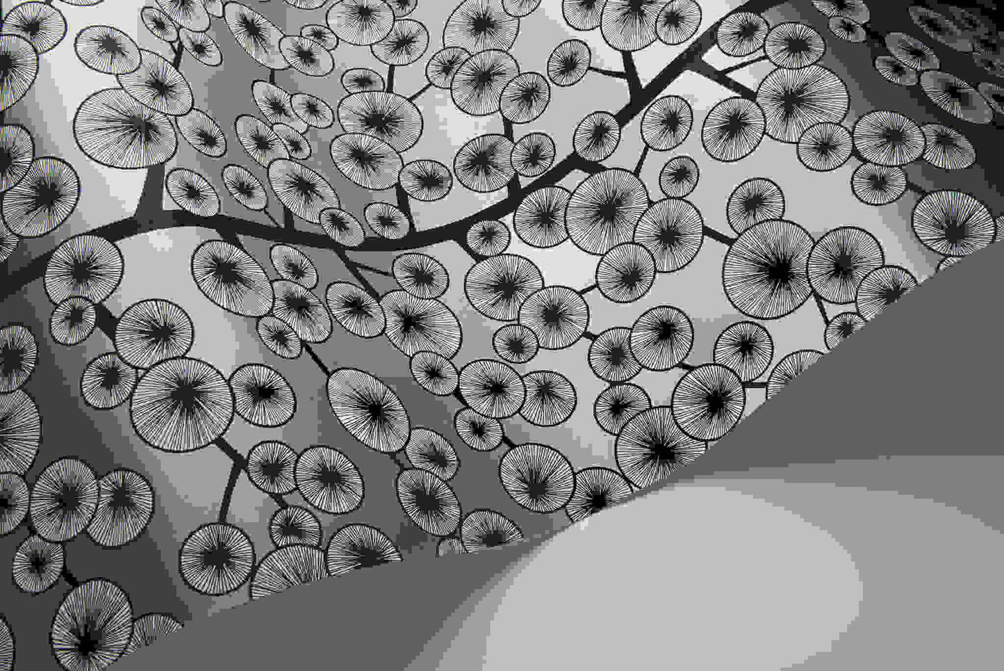 Cotton Tree